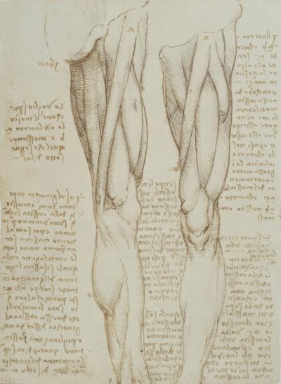 Anatomiestudies door Leonardo da Vinci